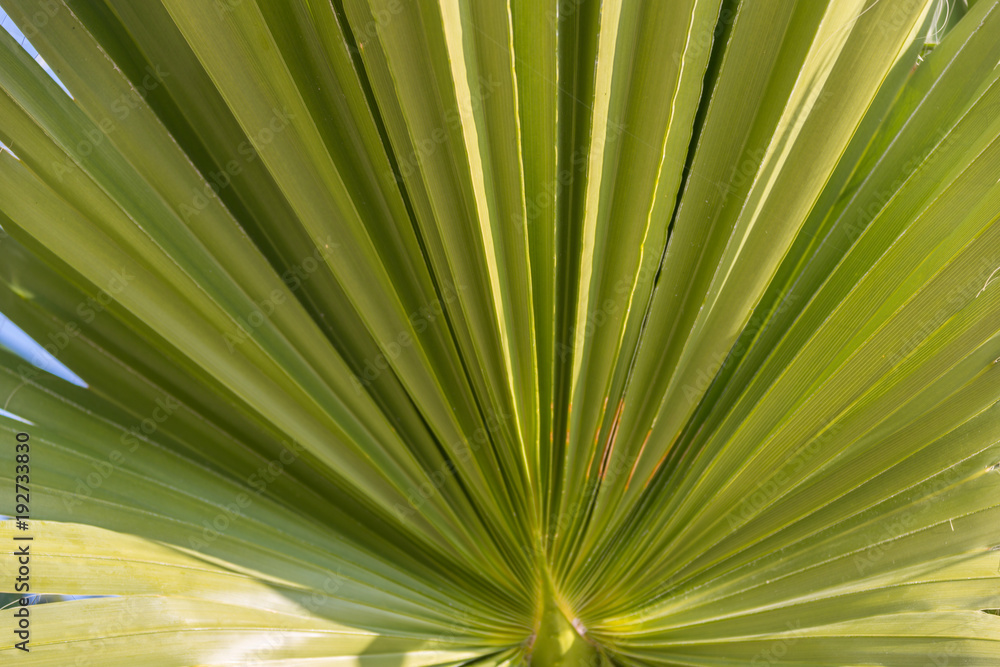 Petiole pattern of Traveller's Palm and leaf Petiole pattern of Traveller's Palm and leaf
