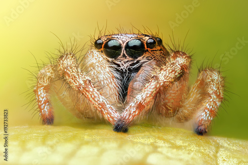 Salticus scenicus jumping spider macro