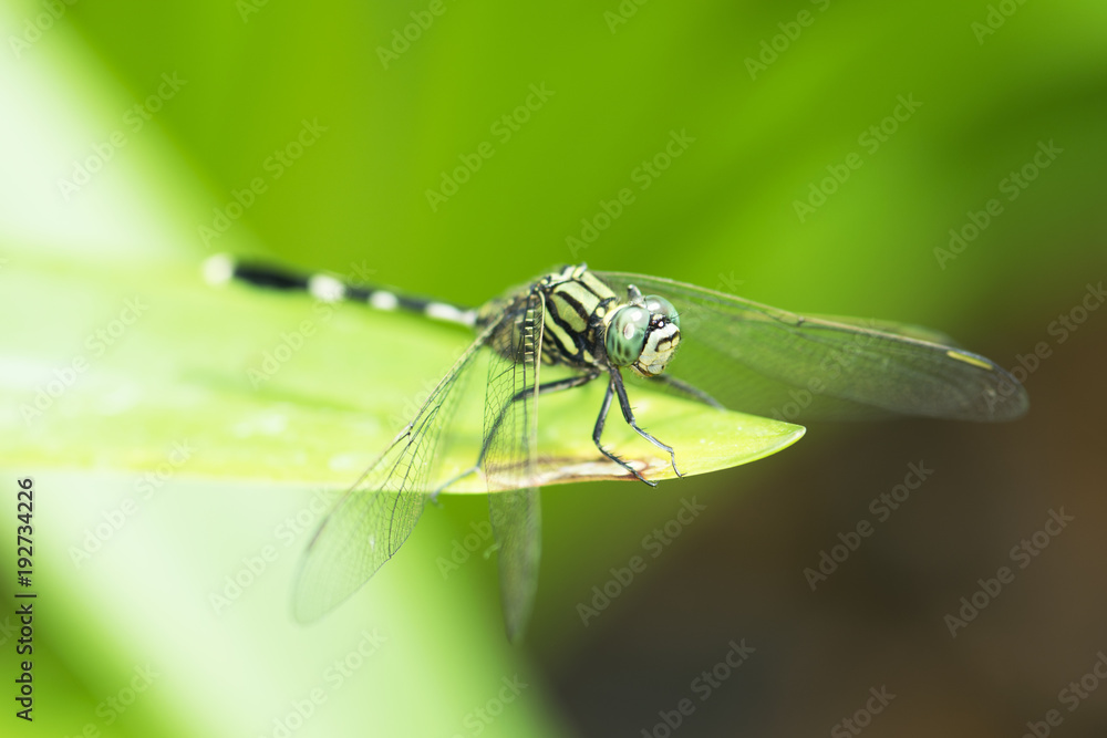 Dragonfly, animal, nature, macro,bug. Dragonfly, animal, nature, macro,bug.