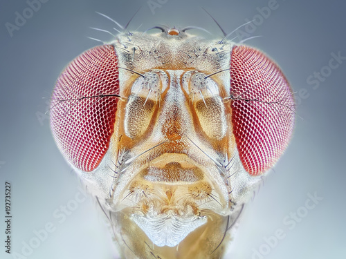 Valokuva Drosophila melanogaster fruit fly extreme close up macro