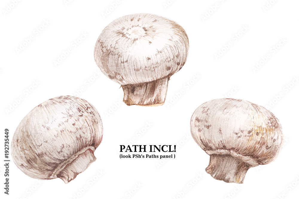 Botanical watercolor champignons Botanical watercolor champignons