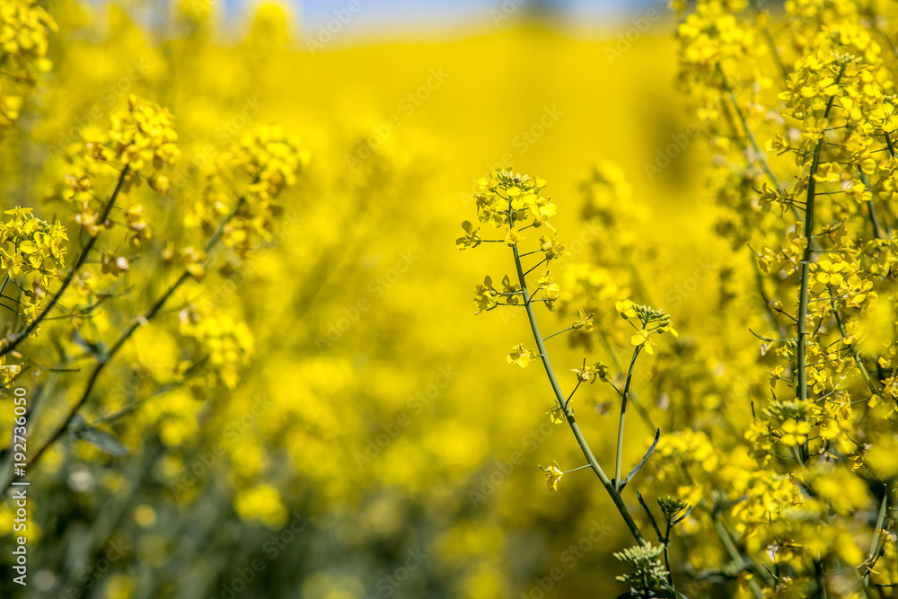 Raps field landscape Raps field landscape