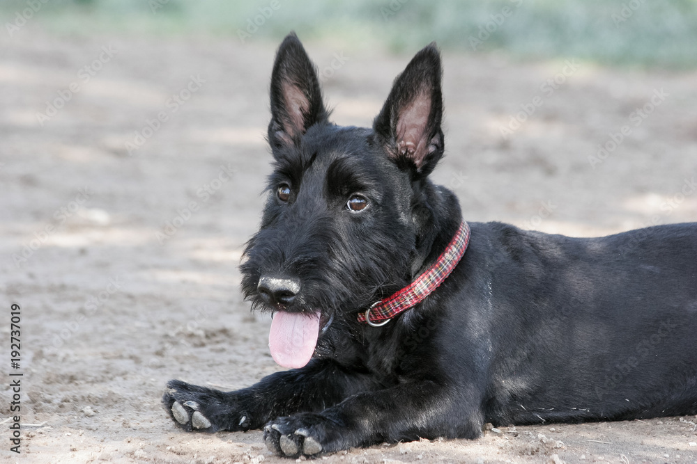 Scottish terrier puppy taking a rest from playing Scottish terrier puppy taking a rest from playing