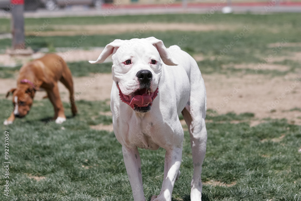 White boxer at the park in the grass playing