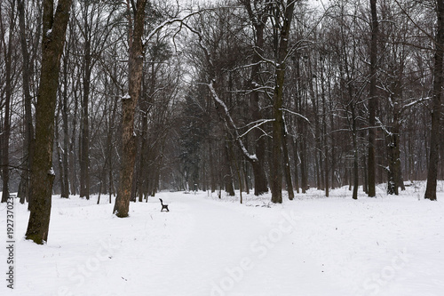View on park in winter. Black and white nature in winter
