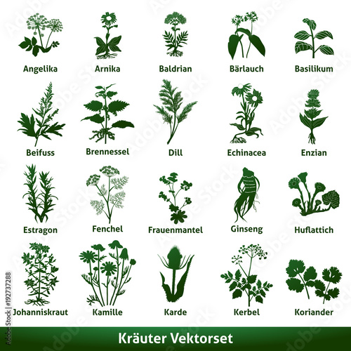 Kräuter Vektorset 1