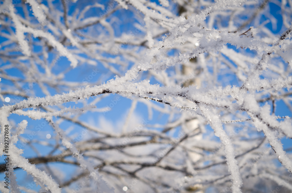 Iced branches of trees