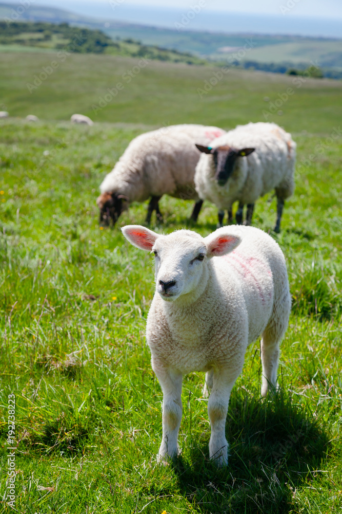 English rural landscape in with grazing lamb English rural landscape in with grazing lamb