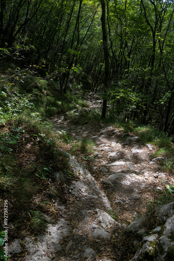 path in the forest path in the forest