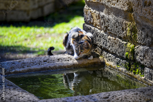 Cat on the fountain