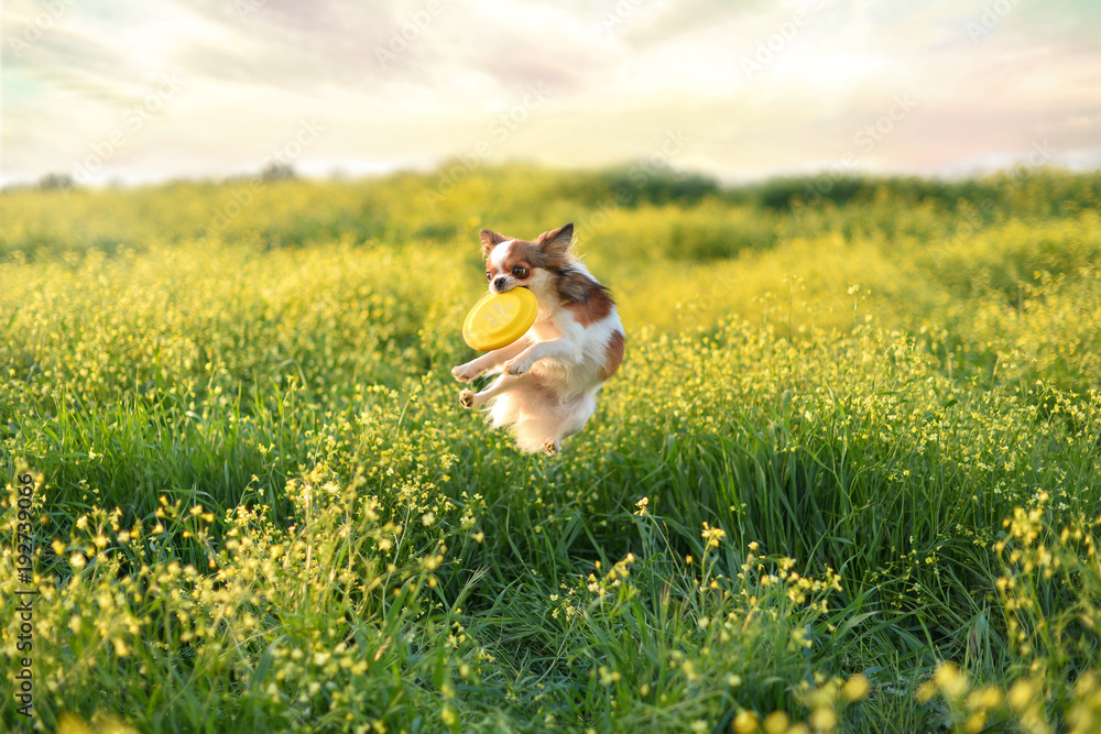 dog on a yellow field
