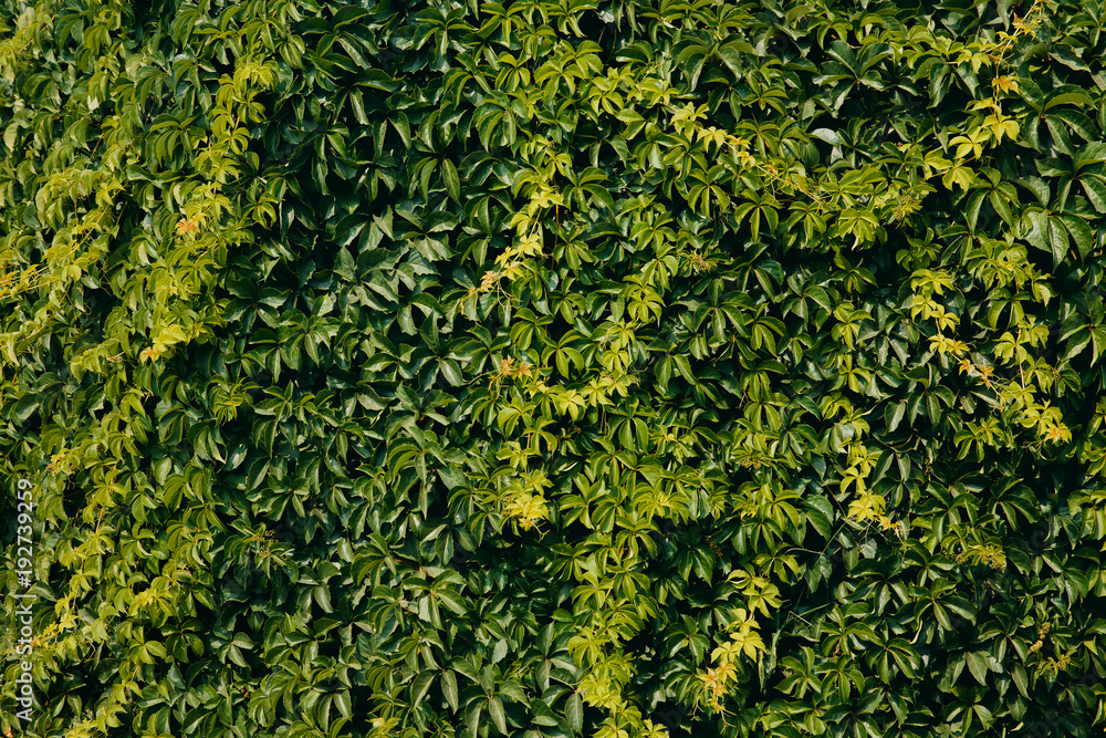 Background of a plant wall, pattern of green organic origin Background of a plant wall, pattern of green organic origin