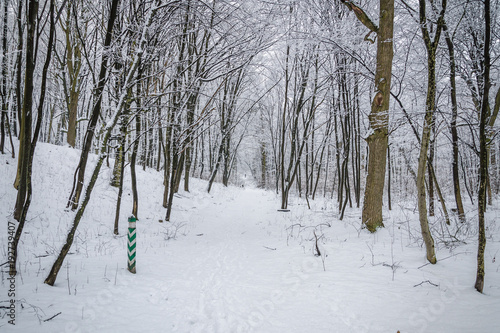 Footpath in the winter forest