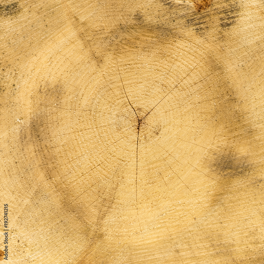 Naklejka premium Slice of wood timber natural background.