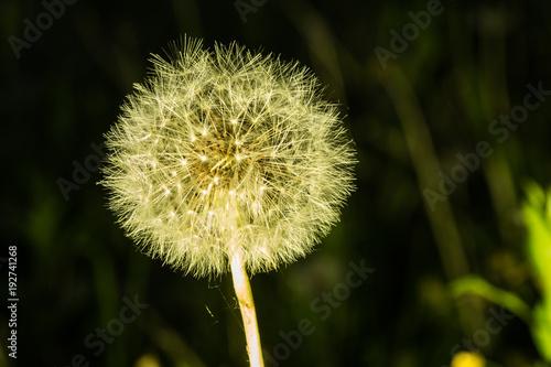 Dandelion tranquil abstract closeup art background. Beautiful blowball.