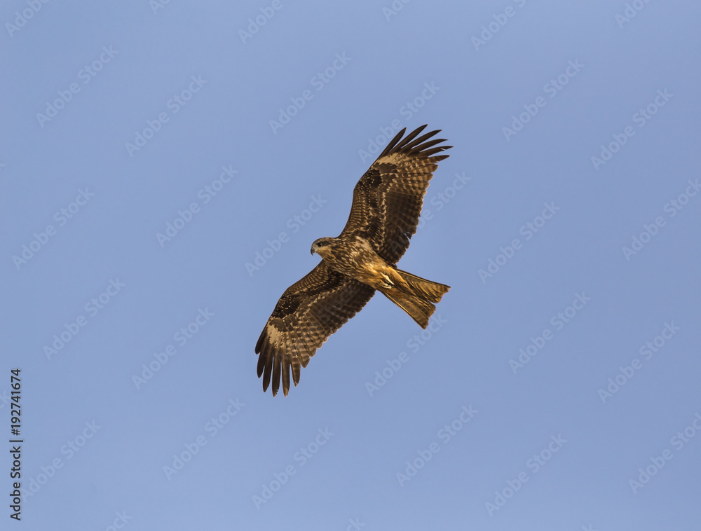 Fototapeta premium The steppe eagle