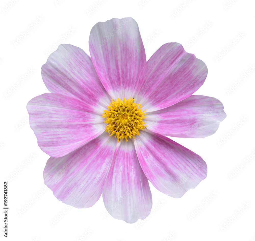 Daisy flower - Spring flower field close up Daisy flower - Spring flower field close up
