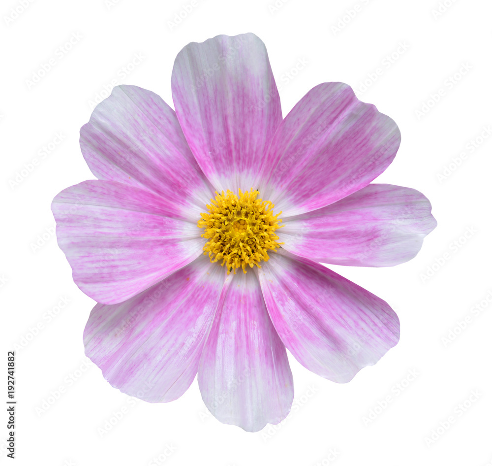 Daisy flower - Spring flower field close up