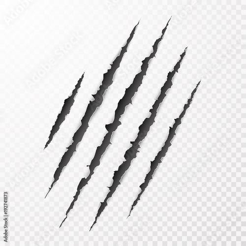 Scary leceration paper surface. Wild animal claws scratch texture. Torn paper edge. Isolated vector illustration