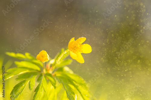 Wild flower buttercup with sunshine and flying water particle.