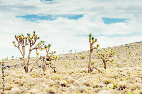 Cholla cactus and Saguaros cactus in Arizona desert landscape. © bluebeat76