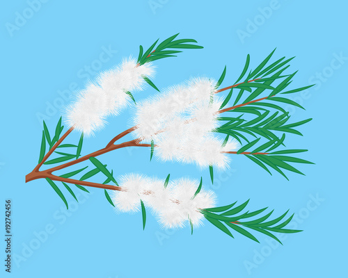Tea Tree (Melaleuca) branch