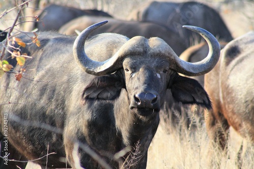 bufalo animale fauna natura africa