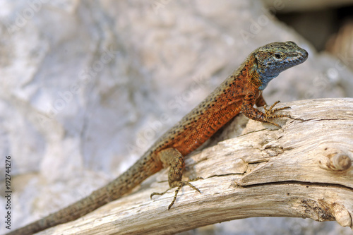 Pracht-Kieleidechse (Algyroides nigropunctatus) - Blue-throated keeled lizard photo