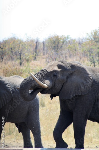 elefante animale africa natura fauna