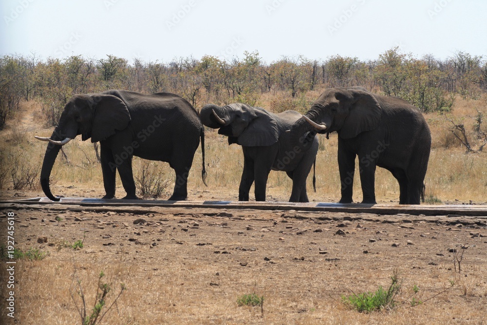 elefante africa natura dauna animale