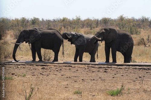 elefante africa natura dauna animale