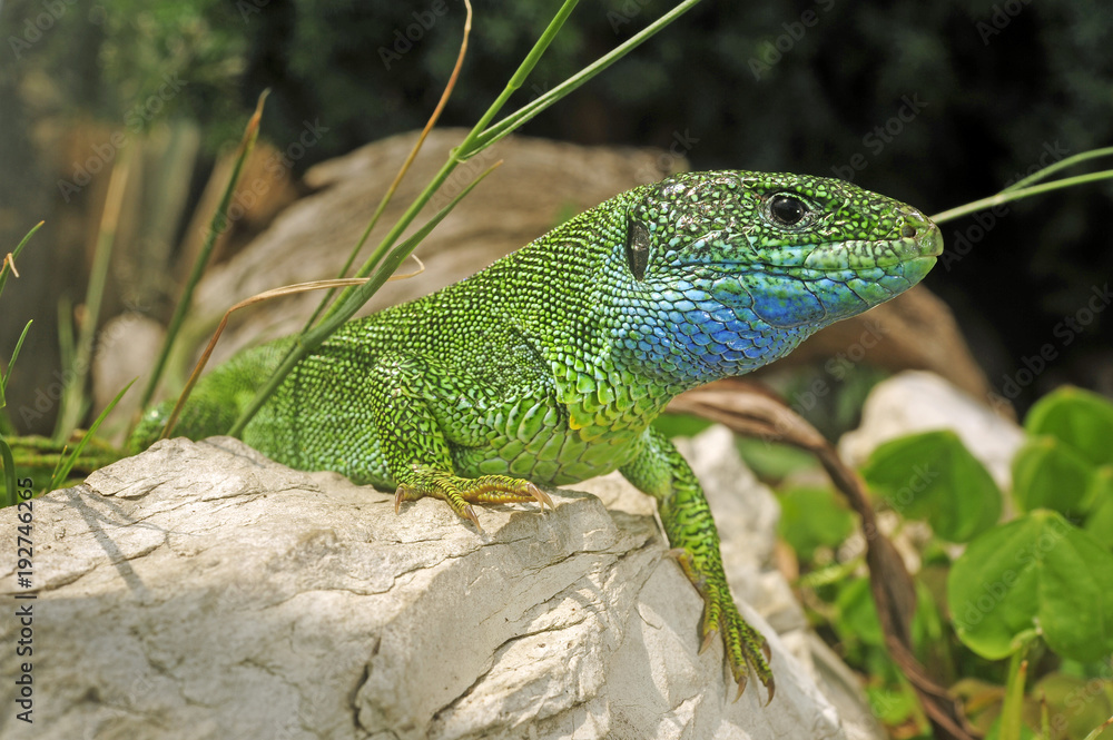 Naklejka premium Smaragdeidechse (Lacerta viridis) - European green lizard