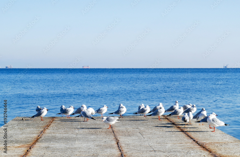 Fototapeta premium Seagulls flock sitting on a pier near the sea as nature background