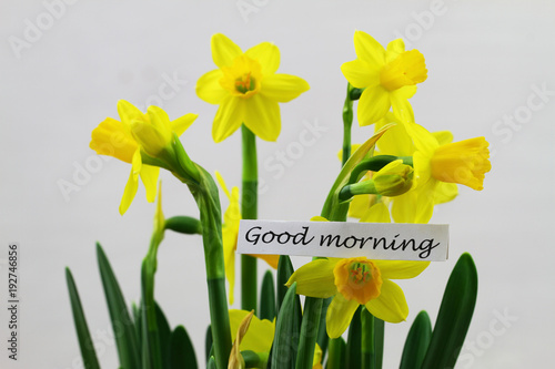 Fototapeta Naklejka Na Ścianę i Meble -  Good morning card with daffodils on white background
