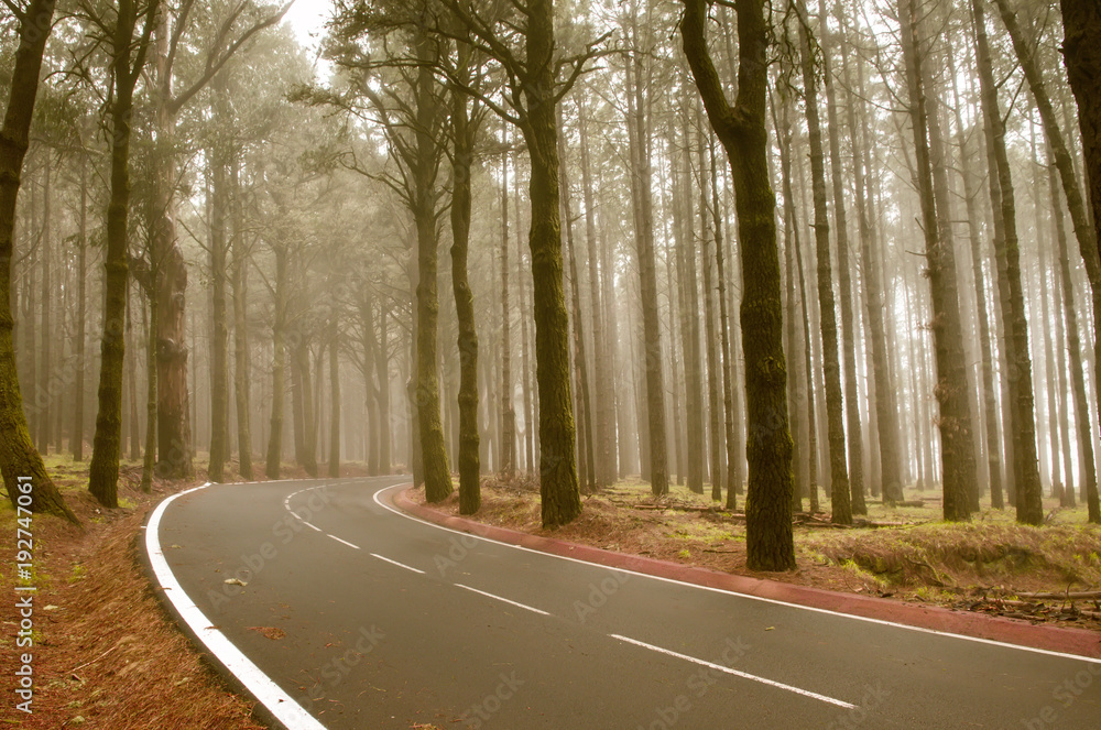 Fototapeta premium Asphalt road in foggy forest on Tenerife