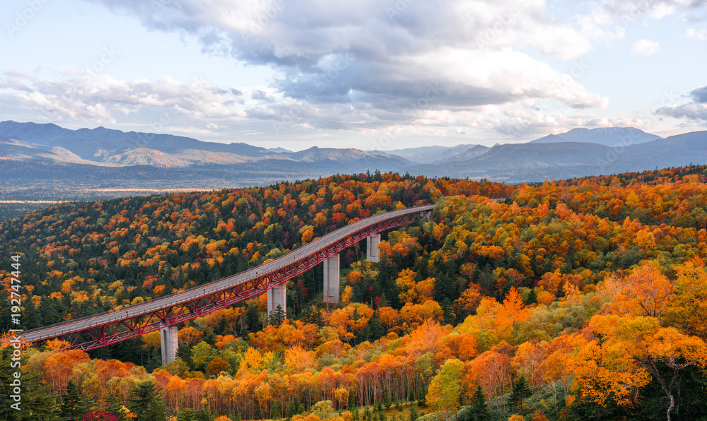 a autumn forest in Hokkaido , Japan with a high way through the forest at Mikuni Pass - obrazy, fototapety, plakaty 