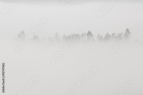 Beautiful minimalist landscape with tree tops in the white fog