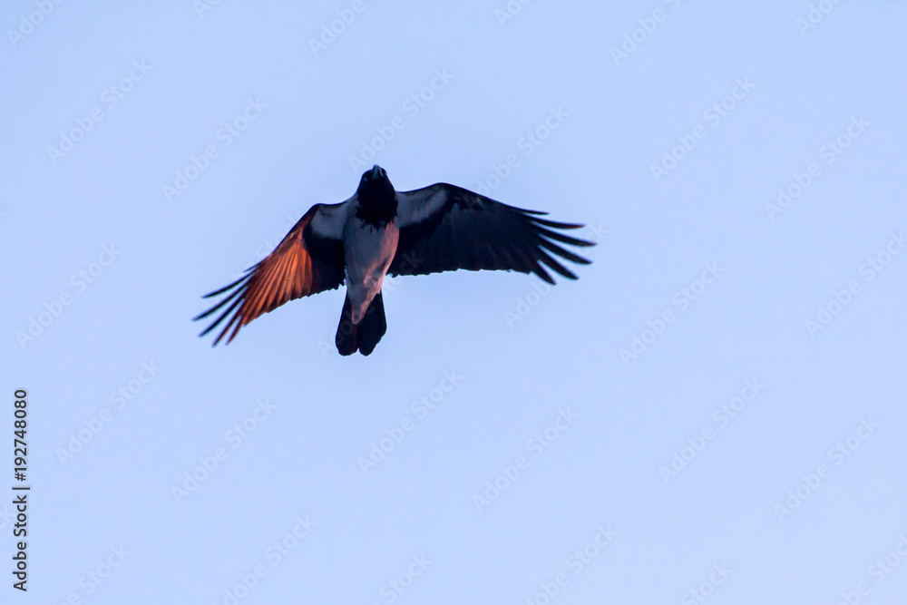 Obraz premium the crow flies in the rays of the setting sun