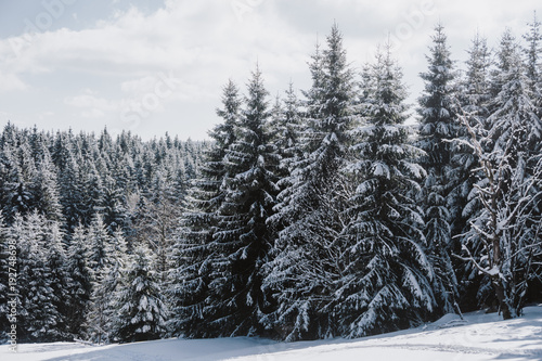 Schneebedeckte Fichten und Tannen im Thüringer Wald
