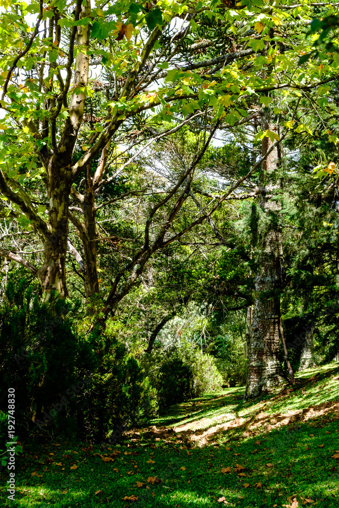 path with trees and green leaves from bushes being bathed by sunlight path with trees and green leaves from bushes being bathed by sunlight