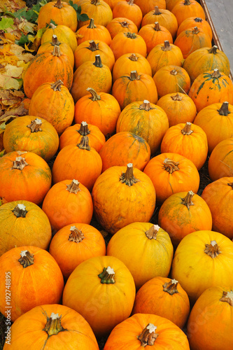 Autumn background of yellow pumpkins