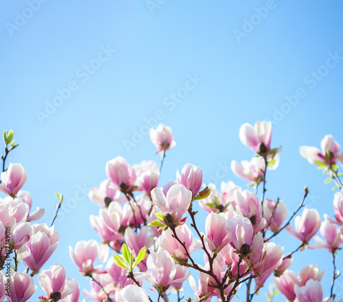Beautiful light pink magnolia flowers on blue sky background. Shallow DOF.