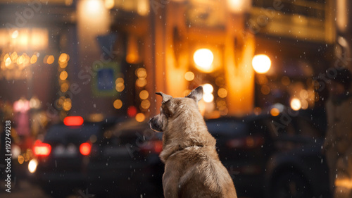 A stray dog in the city. Night on the street