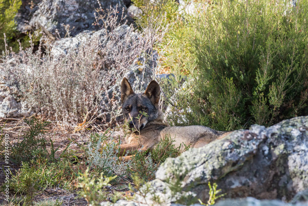 the Iberian wolf, beautiful animal of our country hated by some and loved by others the Iberian wolf, beautiful animal of our country hated by some and loved by others