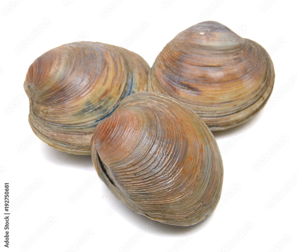 oyster shell as a background oyster shell as a background