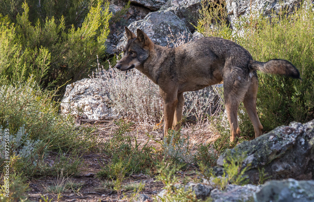 the Iberian wolf, beautiful animal of our country hated by some and loved by others