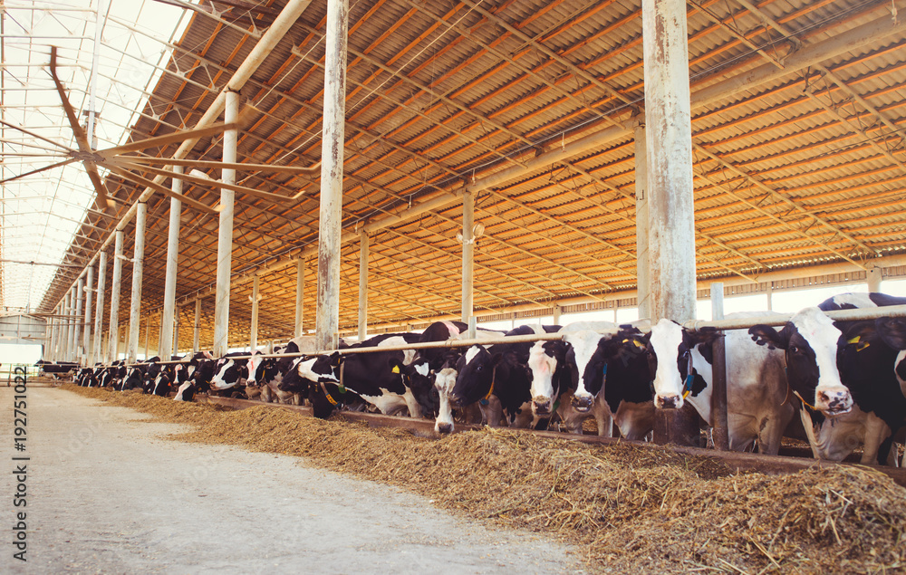 cow farm concept of agriculture, agriculture and livestock - a herd of cows  who use hay in a barn on a dairy farm Stock Photo | Adobe Stock