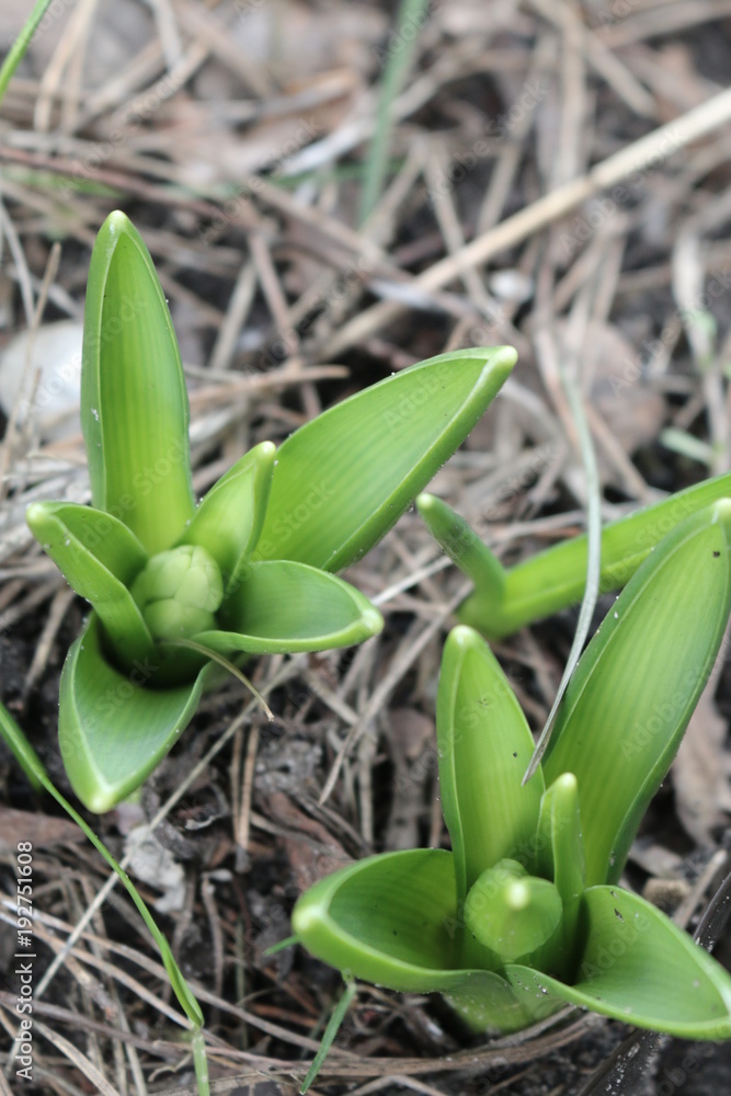 Obraz premium Hiacynt