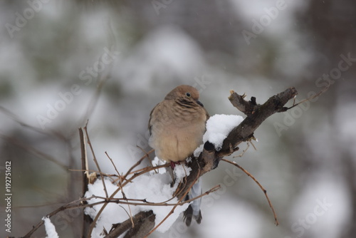 Mourning Dove Winter Setting