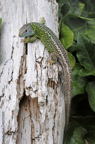 Iberische Smaragdeidechse (Lacerta schreiberi) - Iberian emerald lizard photo